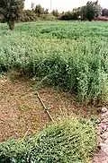 Ferme   de 7 hectares à vendre à el jadida - الجديدة (2)