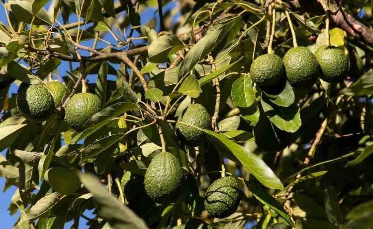 Ferme   de 7 hectares à vendre à el jadida - الجديدة