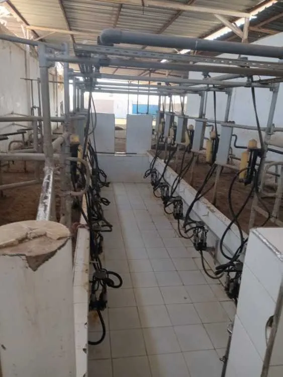 Ferme agricole titrée 2 ha avec villa et élevage b - برشيد (2)