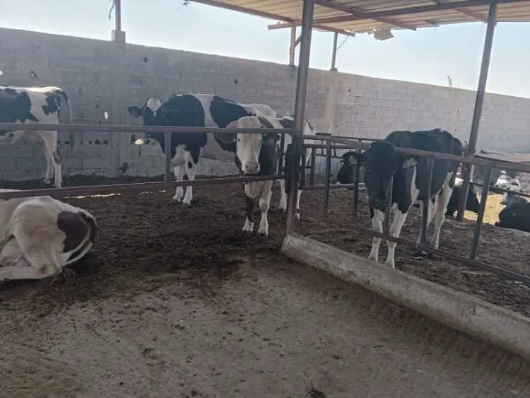 Ferme agricole titrée 2 ha avec villa et élevage b - برشيد (3)