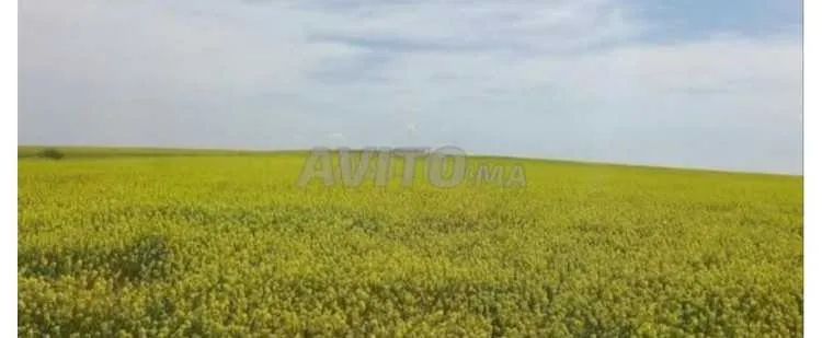 Terrain agricole - سطات