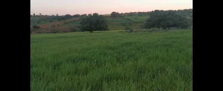 A vendre terrain près d’essaouira 3,7 hectares - الصويرة (2)