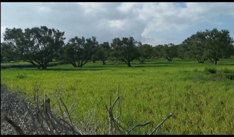 A vendre terrain près d’essaouira 3,7 hectares - الصويرة (3)