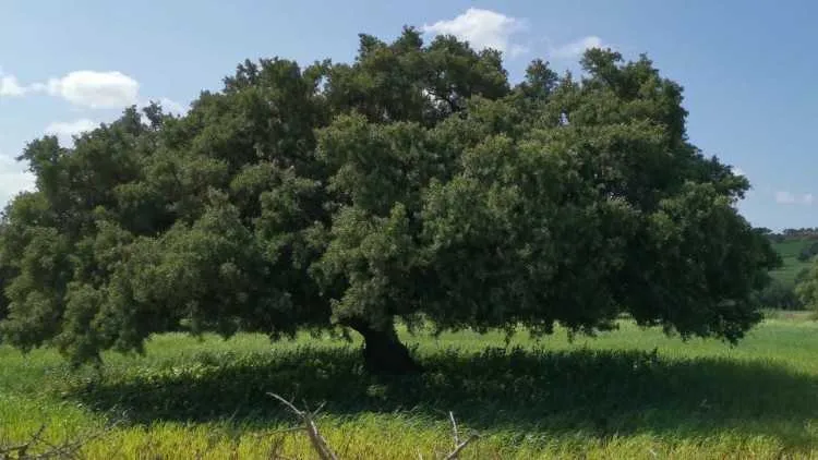 A vendre terrain près d’essaouira 3,7 hectares - الصويرة