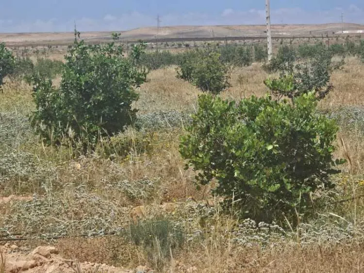 Exceptionnelle opportunité agricole au cœur du sou - أكادير (3)