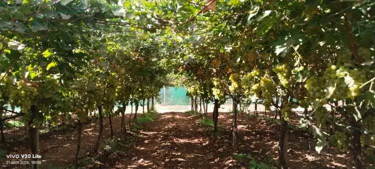 Ferme titré foncier à vendre - Tout le Maroc / (3)
