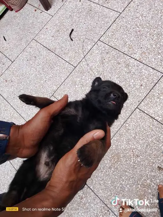 Chiots malinois charbonnier - الرباط