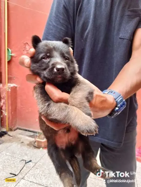 Chiots malinois charbonnier - الرباط (3)