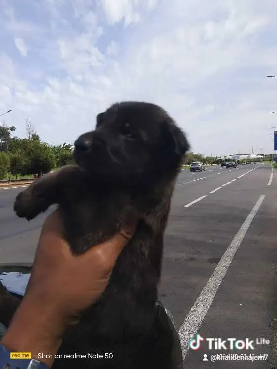 Chiots malinois charbonnier - الرباط (2)