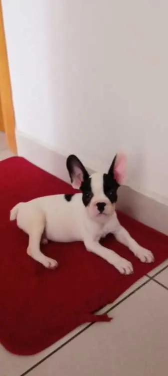 Chiot bouledogue français - الدار البيضاء (3)