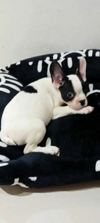 Chiot bouledogue français - الدار البيضاء (2)