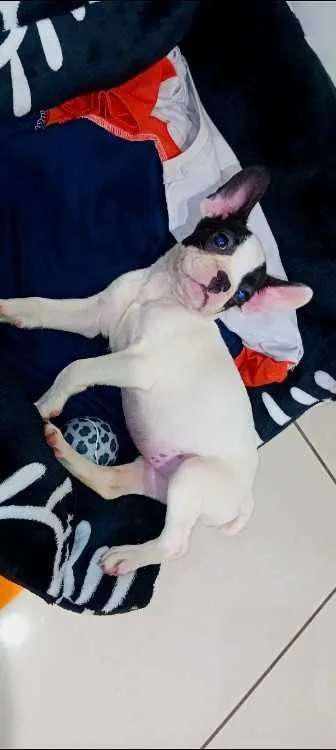 Chiot bouledogue français - الدار البيضاء