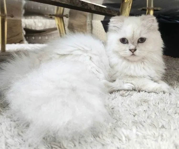 Rare chatte mignature scottish fold - أكادير