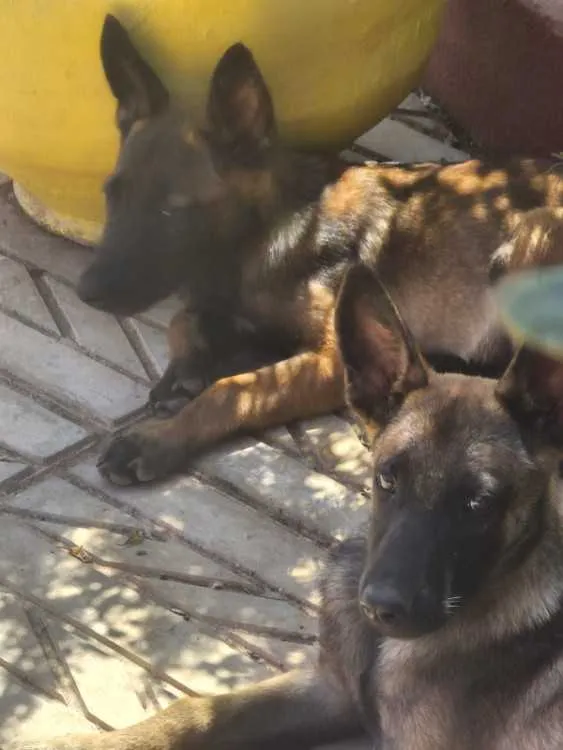 Chiots malinois - الدار البيضاء