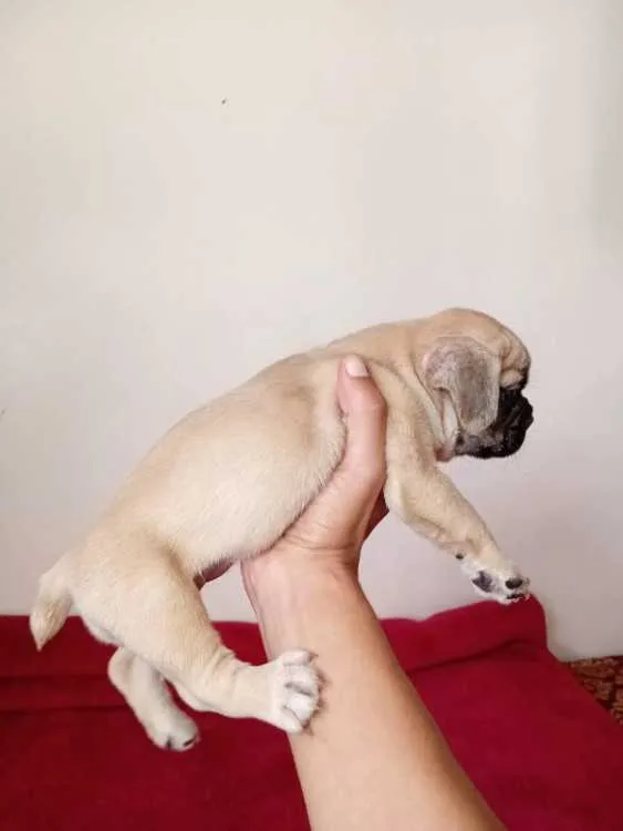Bulldog francais female - الدار البيضاء