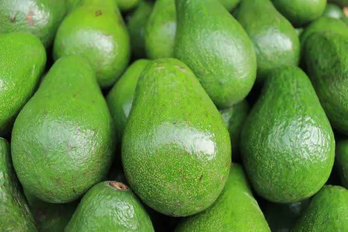 Avocats bio bon prix - سلا