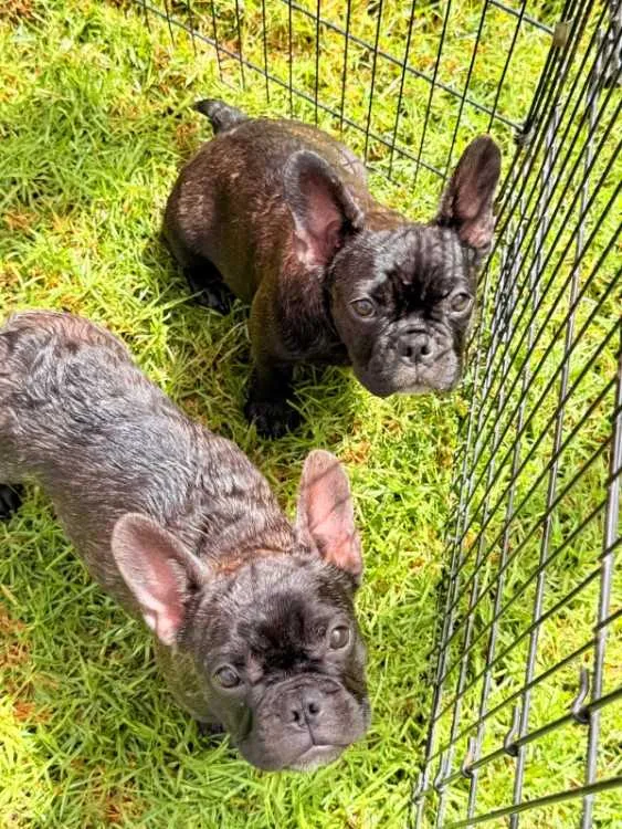Vends chiots bouledogue français - مراكش