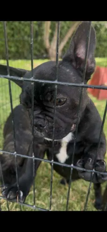 Vends chiots bouledogue français - مراكش (3)