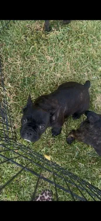 Vends chiots bouledogue français - مراكش (2)