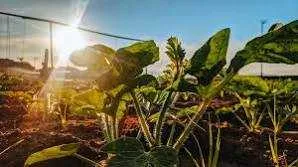 Investir dans l’agriculture biologique - Tout le Maroc (3)