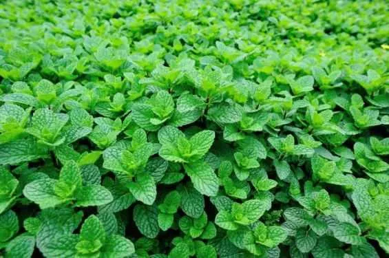 Investir dans l’agriculture biologique - Tout le Maroc