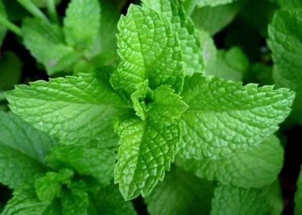 entreprise horticole cherche partenaire – investi - Tout le Maroc