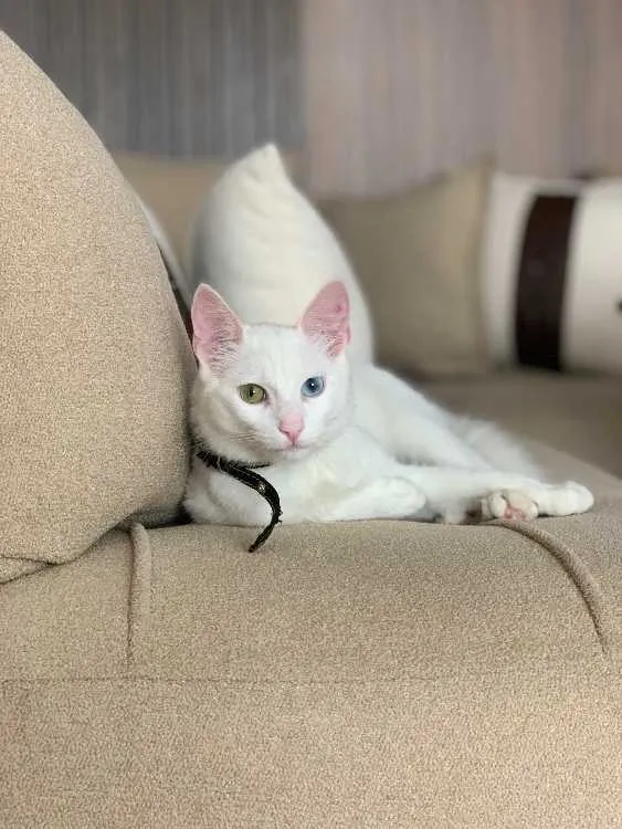 Chat blanc type angora, yeux vairon - الدار البيضاء