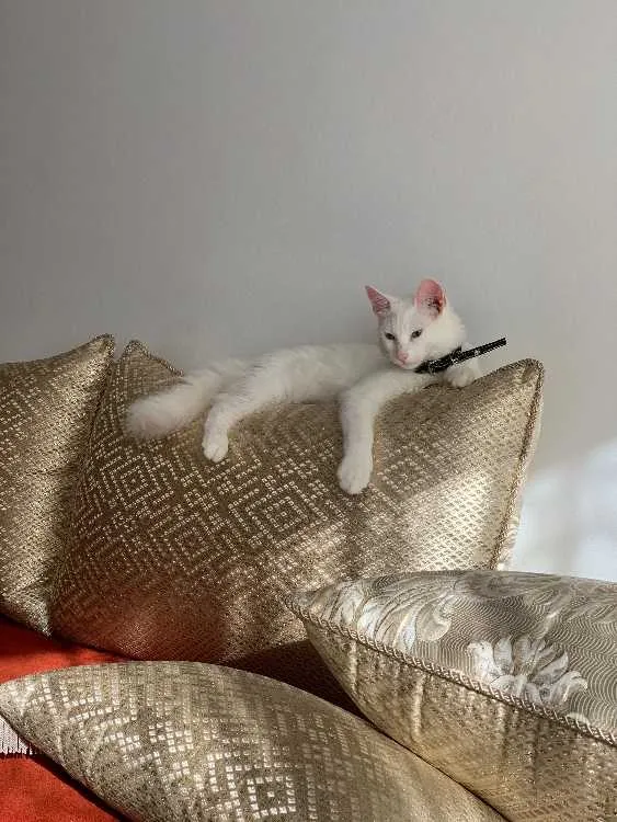Chat blanc type angora, yeux vairon - الدار البيضاء (2)