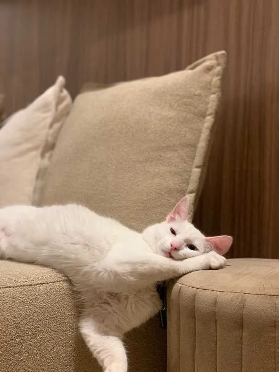 Chat blanc type angora, yeux vairon - الدار البيضاء (3)