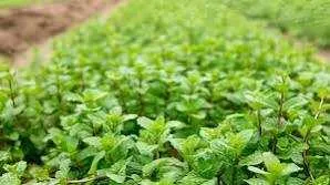 entreprise horticole cherche partenaire – investi - Tout le Maroc