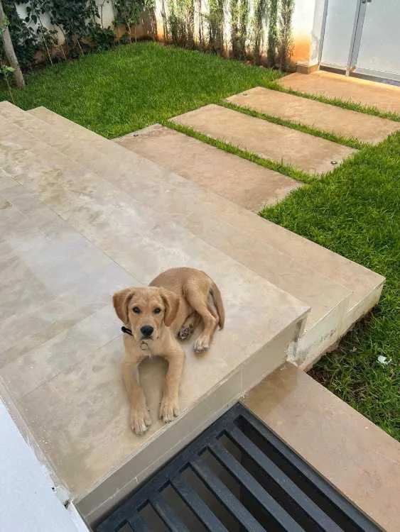 Golden retriever de 4 mois. vacciné - الدار البيضاء