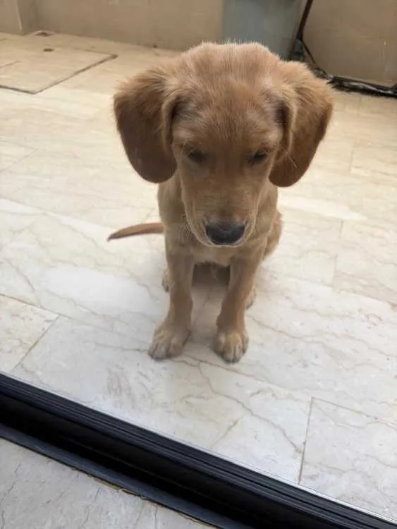 Golden retriever de 4 mois. vacciné - الدار البيضاء (2)