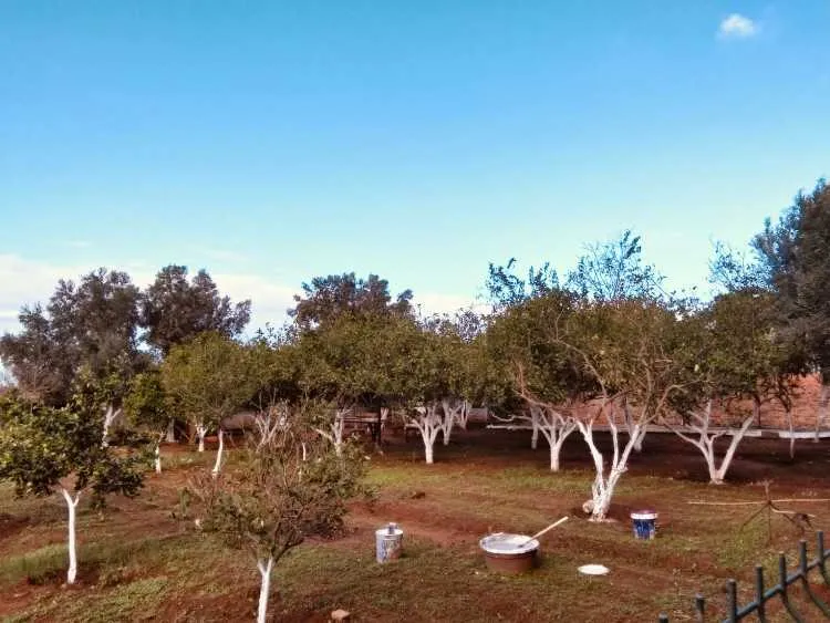 Ferme a vendre - الرباط (3)