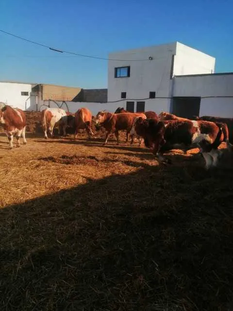 Ferme - برشيد (3)