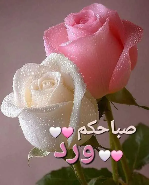 زواج - الدار البيضاء