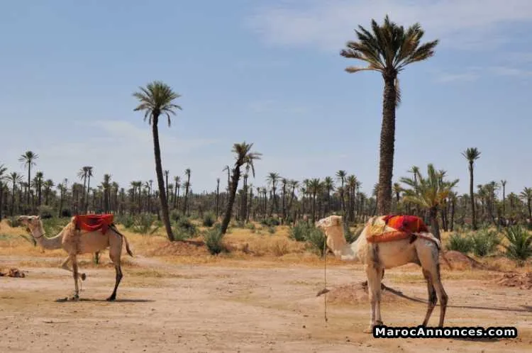 Terrain 2000m sur boulevard a palmeraie - الدار البيضاء
