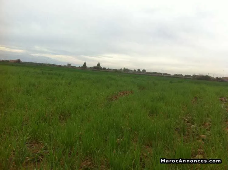 Terrain 14965 m2 - الدار البيضاء