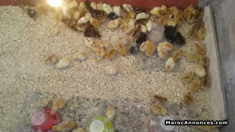 Vente poussins beldi - الدار البيضاء (2)