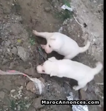 Chiot husky blanc - الدار البيضاء