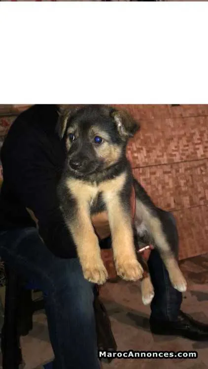Chiot berger allemand - الدار البيضاء (3)