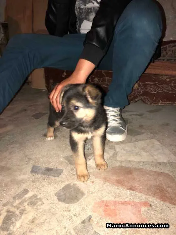 Chiot berger allemand - الدار البيضاء