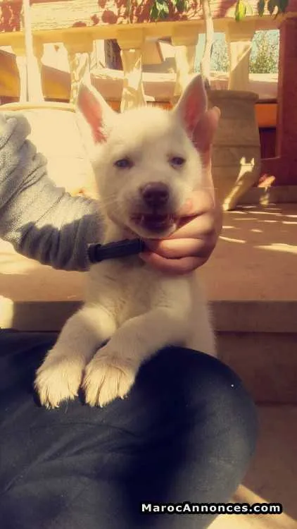 Husky sibérien pure race - الدار البيضاء (2)