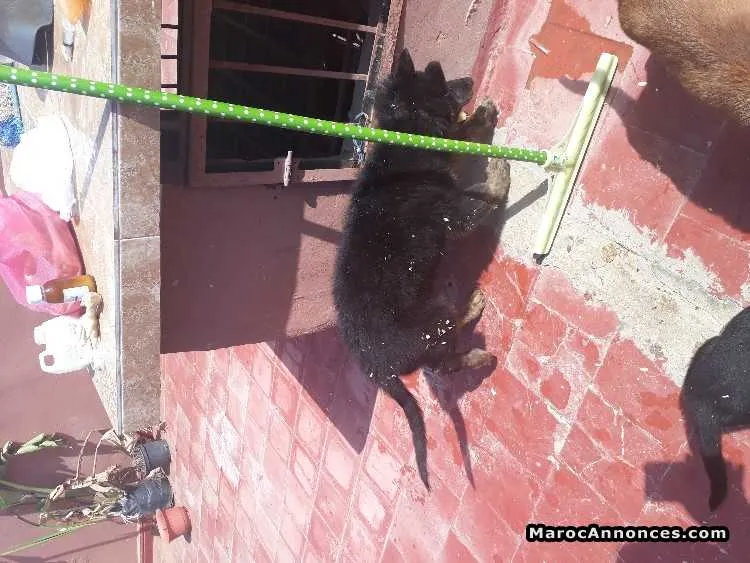 Chiots berger royaleber - الدار البيضاء (3)