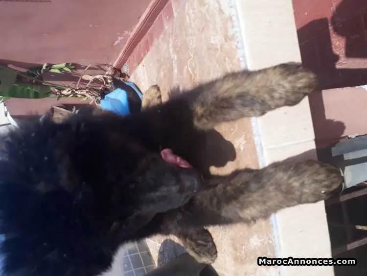 Chiots berger royaleber - الدار البيضاء (2)