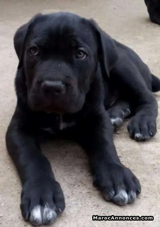 Cane corso - الدار البيضاء