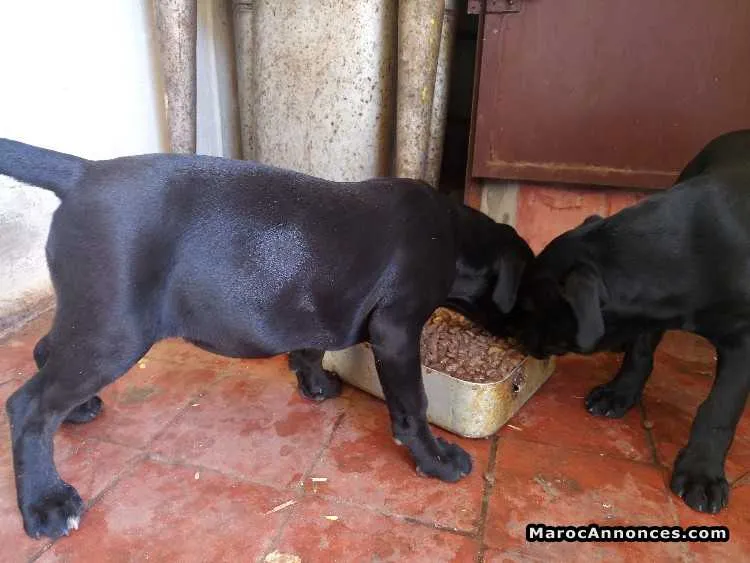 Cane corso - الدار البيضاء (2)