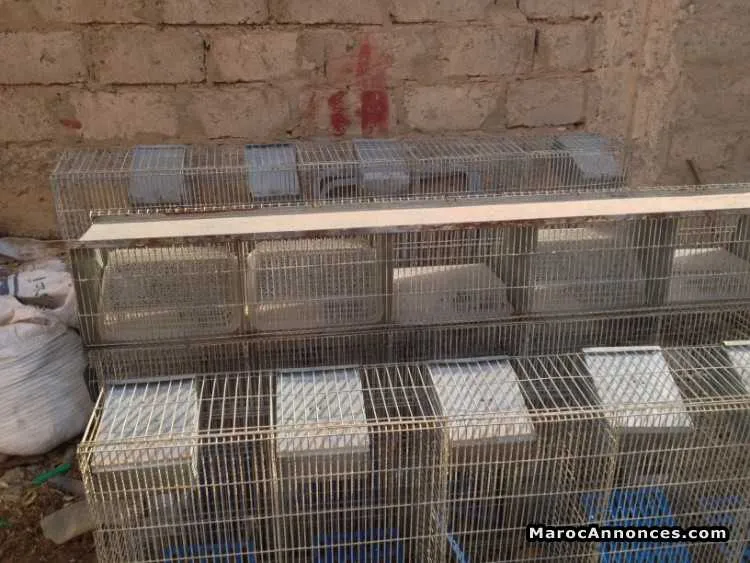 Cages de lapins - الدار البيضاء (2)