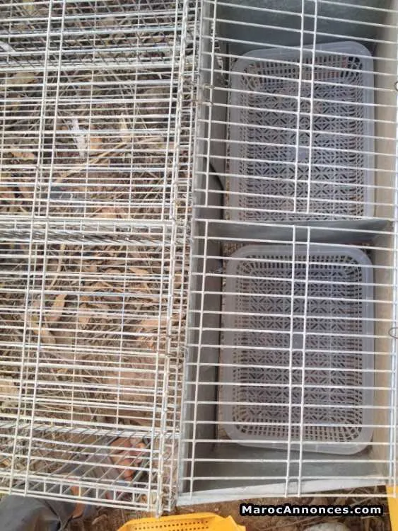 Cages de lapins - الدار البيضاء (3)