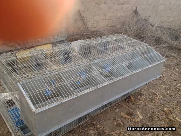 Cages de lapins - الدار البيضاء