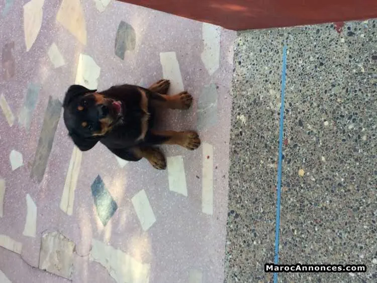 Chiot rotweiler femelle pure race très bon prix. - الدار البيضاء (2)